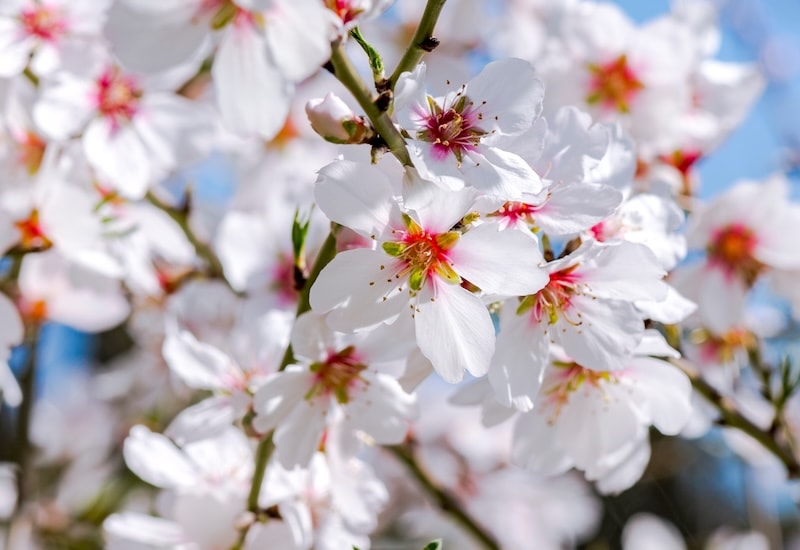White almond tree blossom