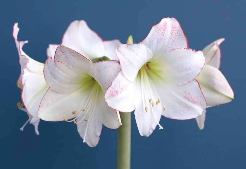 White and pink tipped amaryllis flower