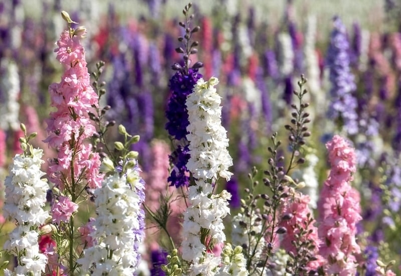 White, pink and purple delphiniums from Suttons
