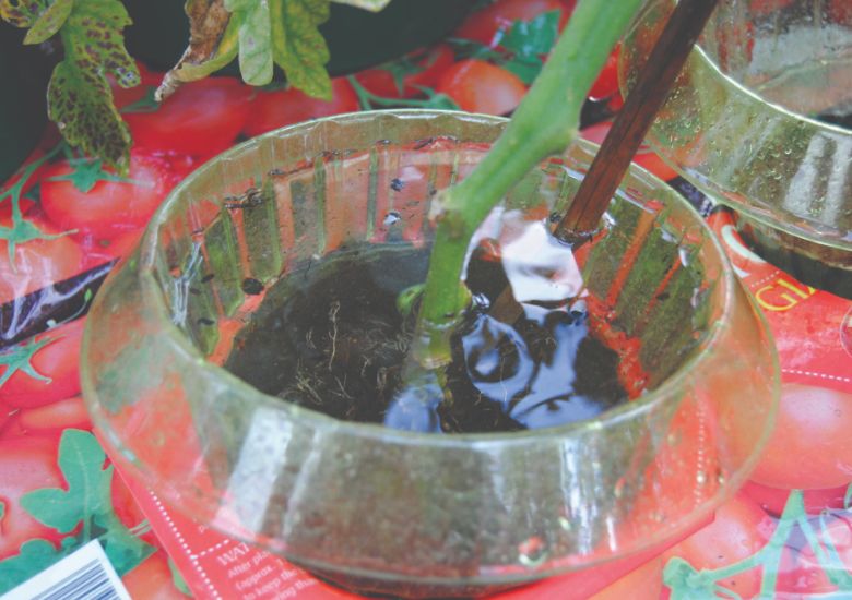 Photo shows a close-up of a clear plastic anti-snail collar that's fitted to a tomato plant, which is growing in a red-coloured growbag. 
