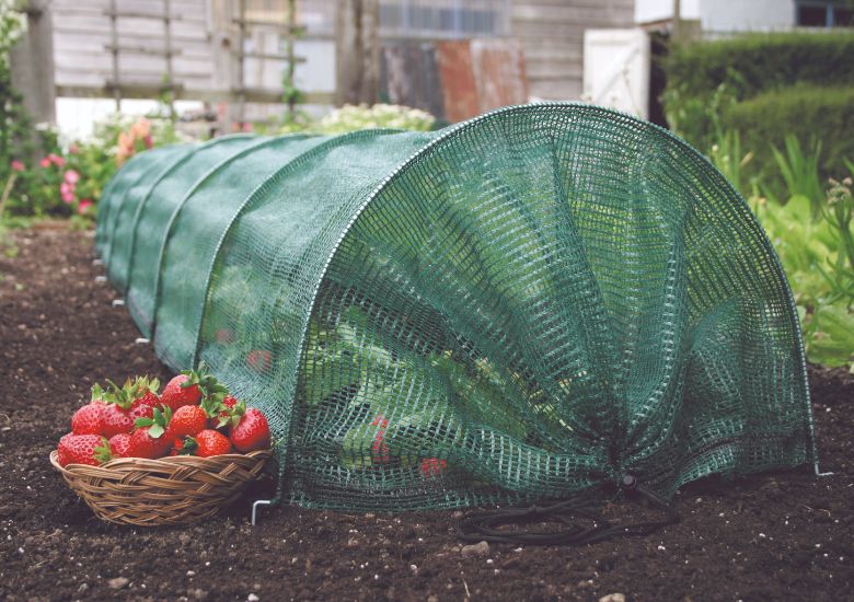 Photo shows a green mesh garden tunnel erected on 7 metal hoops. The end nearest the viewer is tied closed with black cord. The tunnel is covering strawberry plants to protect the fruit from birds. There is a basket of harvested strawberry fruits to the left of the tunnel, resting on the bare soil. The blurred background shows a wooden shed and hedge.