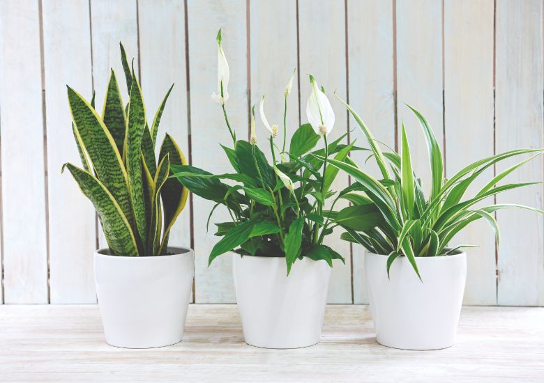 Trio of air purifying house plants