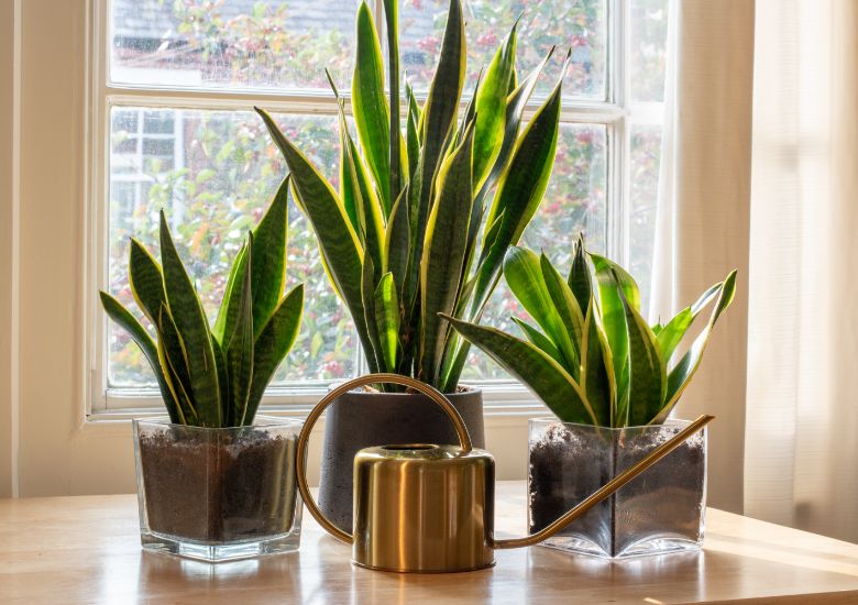 Image shows a row of three mother in law's tongue plants on a table in front of a 4-pane window. The tallest plant is in a grey ceramic plant pot between two half-sized plants, each in square glass planters, so their soil is visible within. Their vertical green and yellow pointed leaves reach upwards. In front of this plant trio is a brass indoor watering can with a long thin spout and circular handle.