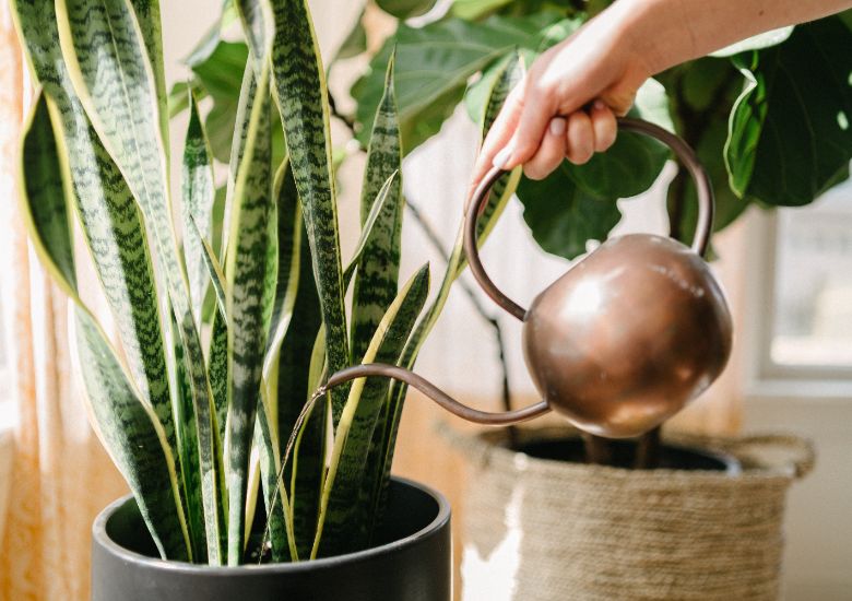 Image shows a gold metal indoor watering can being used to water a snake plant in a grey planter. The blurred background shows a houseplant in a woven grass planter, in a cream-painted room.