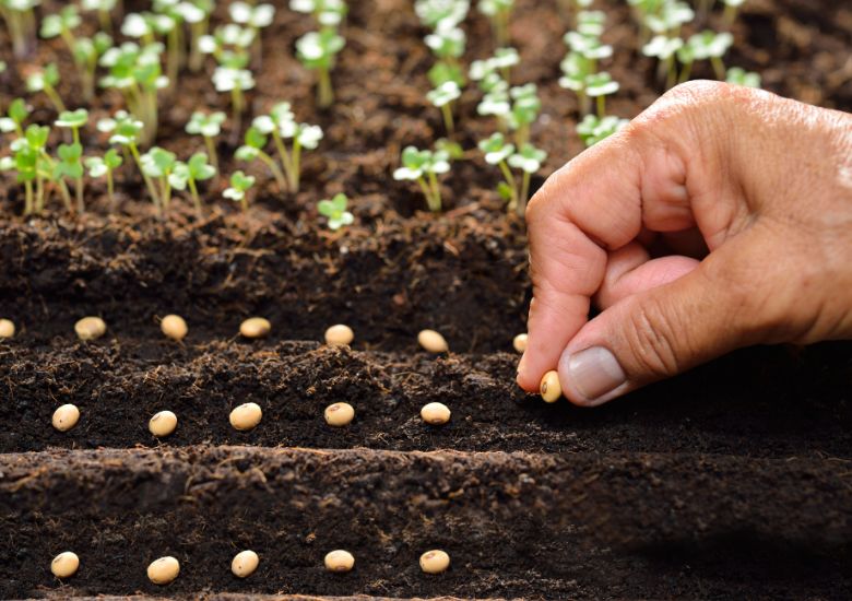 Image shows a close-up of a hand sowing bean seeds in 2 parallel lines on the top of some garden soil. In the blurred background, seedings are already growing in lines. 