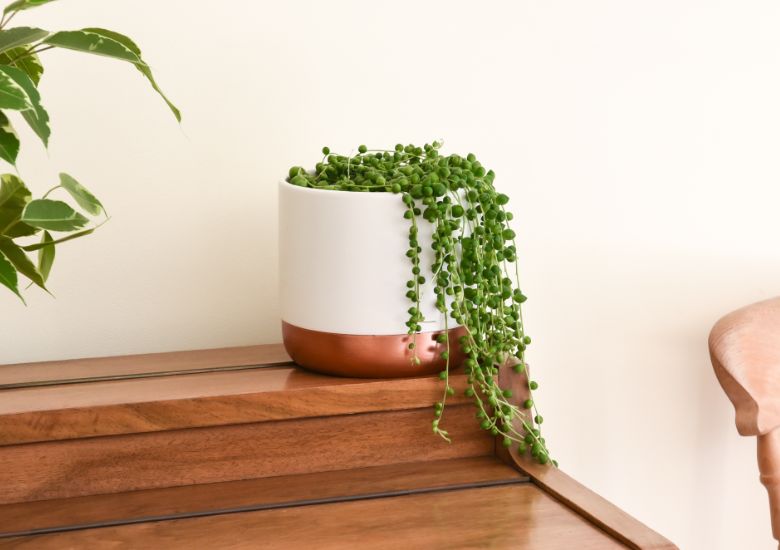 Image shows a white ceramic planter with a copper-coloured bottom section. A String of Pearls plant is within the planter, with its string-like green bead stems tumbling over the edge. The planter is on a light-coloured wooden desk placed against a white wall.