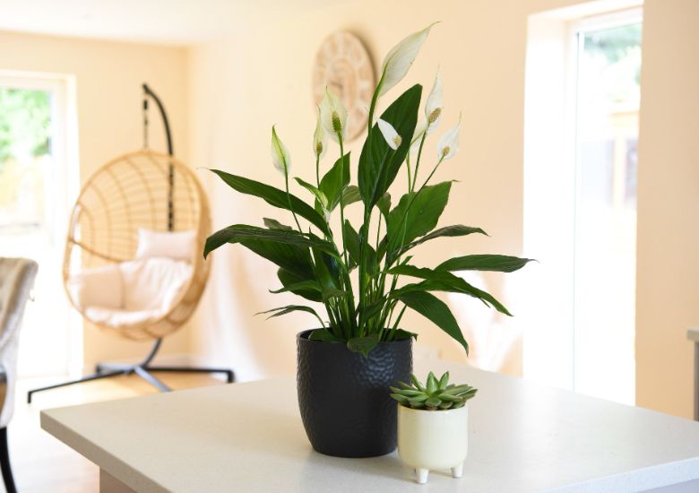 Image shows a peace lily plant in a dark grey ceramic planter with a hammered effect. The planter is on a white table top in a living room and there is a very small white planter next to it, containing a succulent plant. In the blurred background is a cream-painted room with 2 large windows and a hanging basket/egg chair and a large cream and gold wall clock.