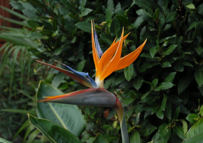 Image shows a close-up on a bird-like flower of the Strelitzia plant. The orange and blue petals are bursting from blue-green heads. looking like a bird in flight. The plant is outdoors, with the blooms contrasted against the evergreen leaves of a bay laurel hedge.