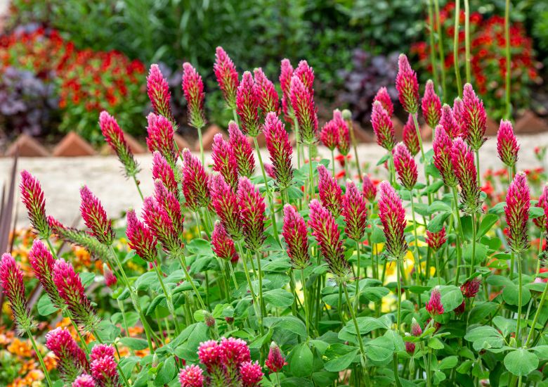 Photo shows some red clover in full blooms with a blurred background showing a flower border and path
