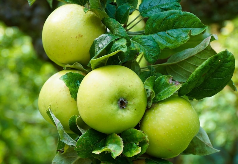 Closeup of bright green apples