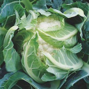 Closeup of green and white cabbage from Suttons