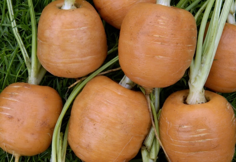 Closeup of round carrots