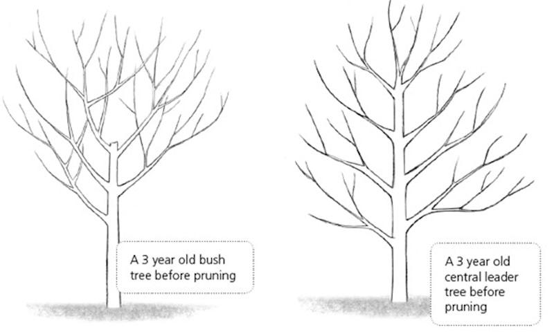 Different aged apple trees diagram