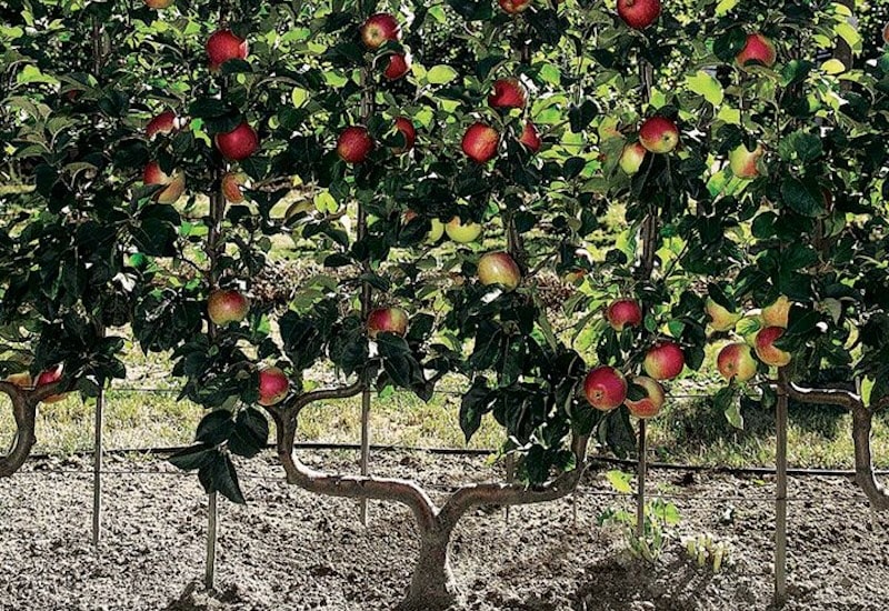 Double U cordon apple tree pruning
