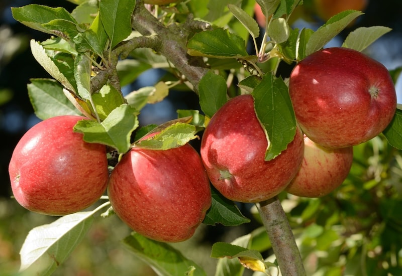 Group of red apples on branch