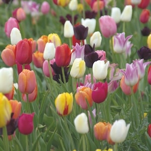 Brightly coloured tulip field