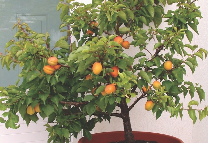Patio-sized apricot tree from Suttons