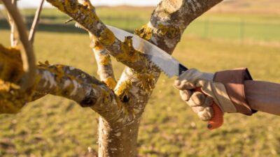 How to prune and train apple trees