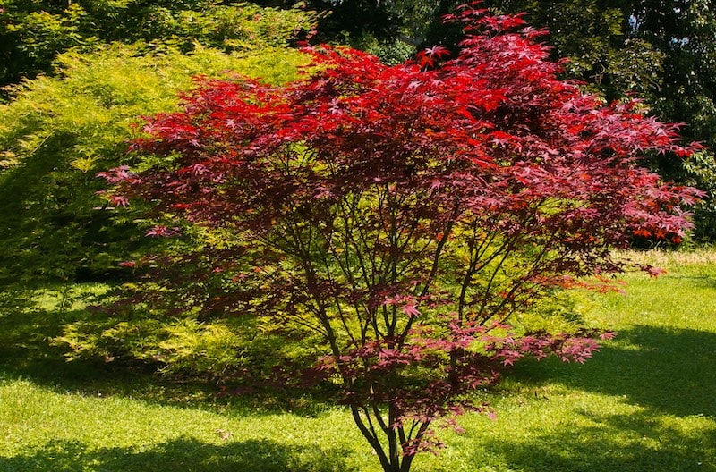 Red acer tree in border setting