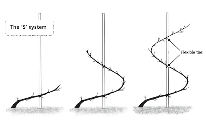 S-shaped apple pruning diagram