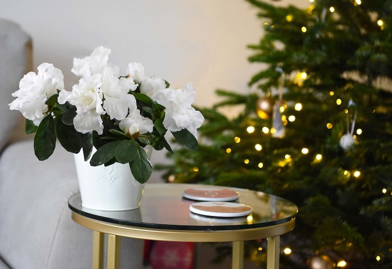White azalea in pot next to Christmas tree