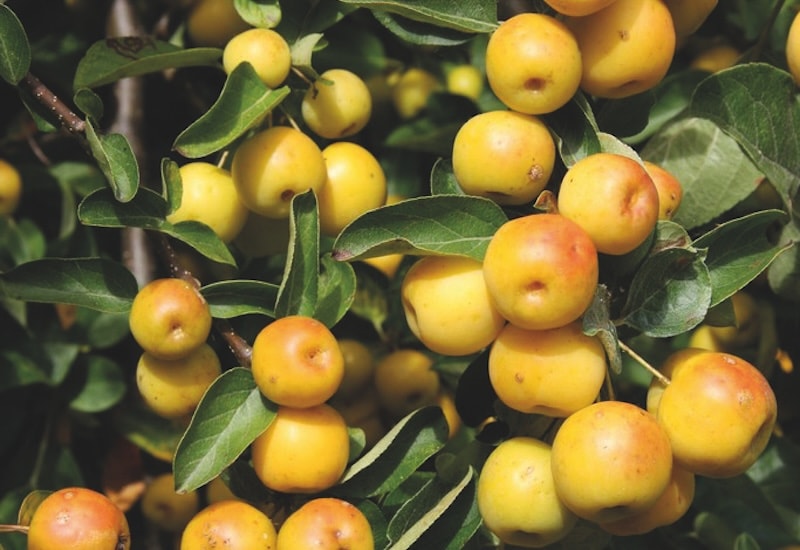 Yellow crab apple fruits on branch
