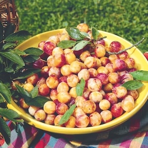 Bowl of yellow mini mirabelle plums