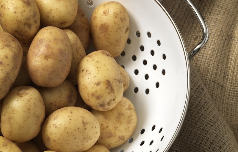 Harvested clean potatoes in white colander