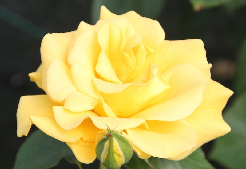 Single yellow rose closeup