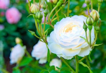 Fascinating facts about roses