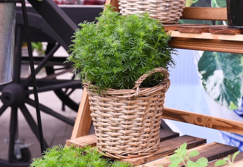 Basket of green tagetes herbs