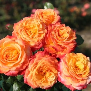 Multicoloured red and orange roses