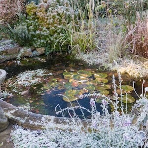 Frozen pond water