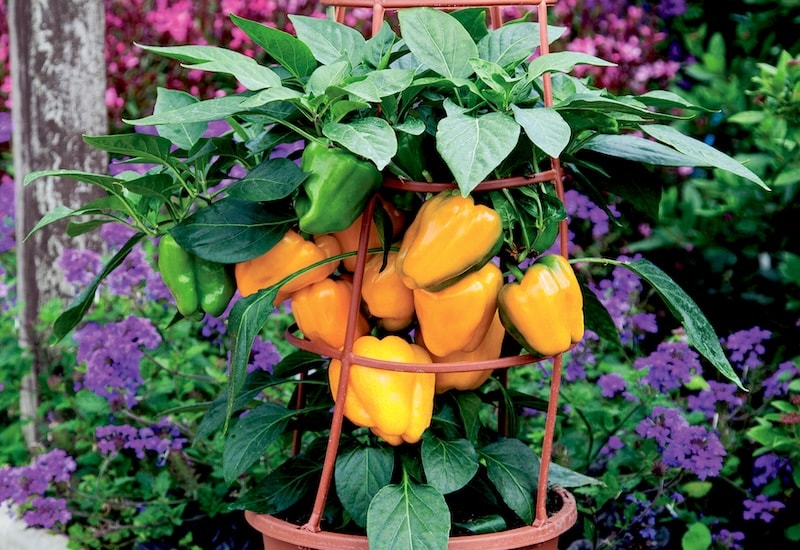Patio-sized dwarf yellow sweet peppers in basket
