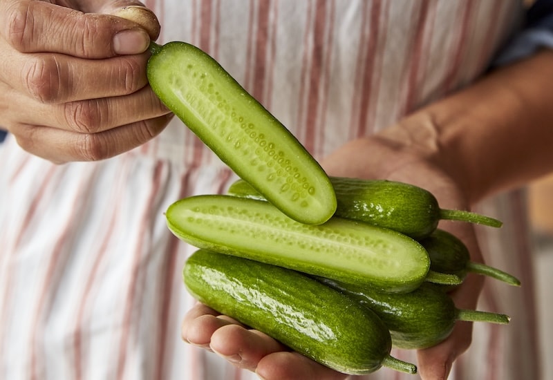 Person holding mini cucumbers