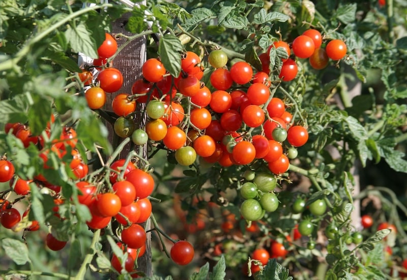 Bunch of cherry tomatoes growing in bush