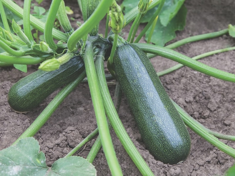Courgettes growing on ground
