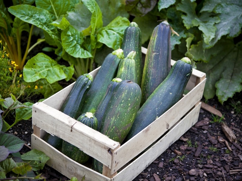 Courgettes in wooden trug