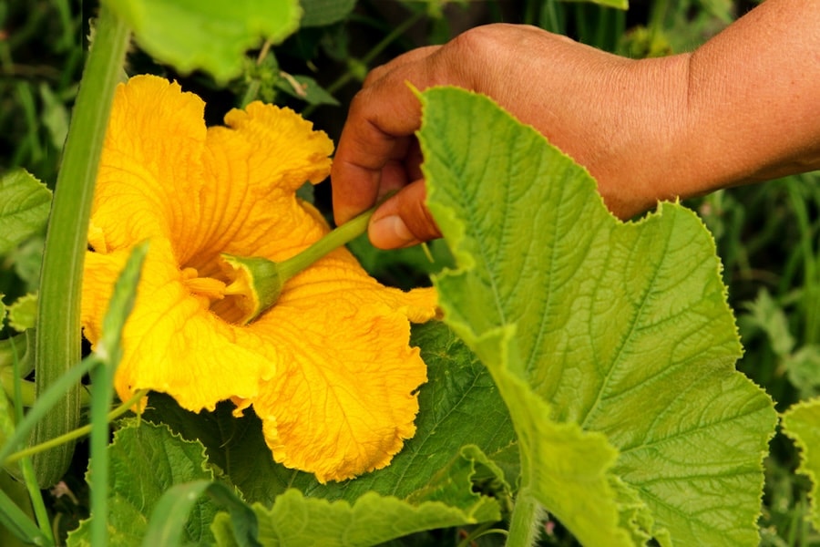Hand pollinating courgettes