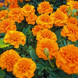 Orange French marigolds