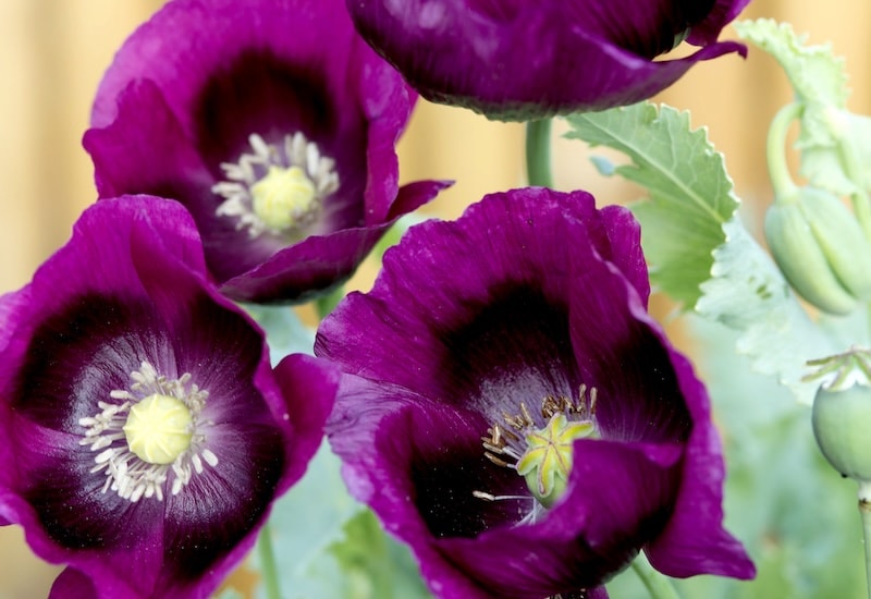 Dark purple poppies with green centres