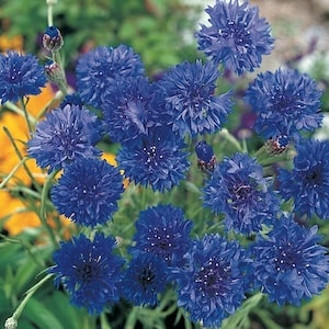 Bright blue cornflower flowers
