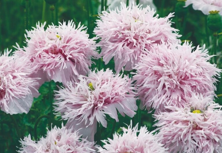 Best flower seeds to direct sow Suttons Gardening Grow How