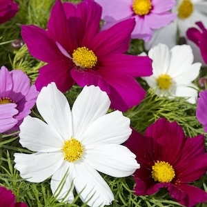 Pink and white cosmos flowers