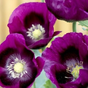 Purple poppies with yellow centres