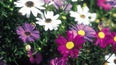 Best flower seeds to direct sow