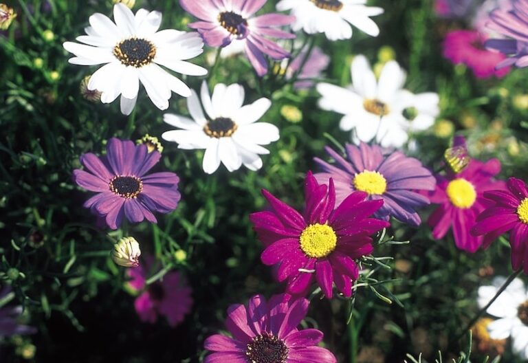 Best flower seeds to direct sow Suttons Gardening Grow How