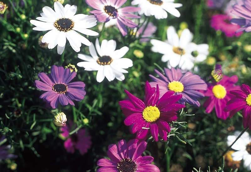 White and purple daisy flowers