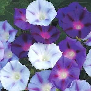White and purple morning glory flowers