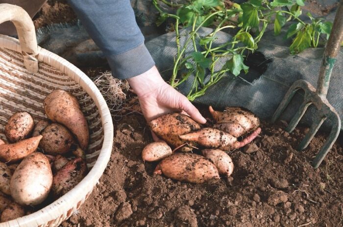 person-holding-sweet-potatoes-ground.jpg